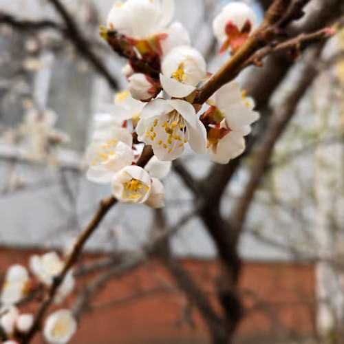 The Spring Promise