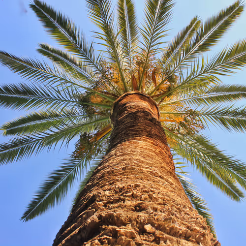 Palm Tree 20