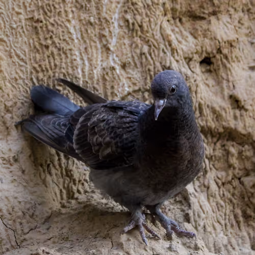 Pigeon S Restful Repose