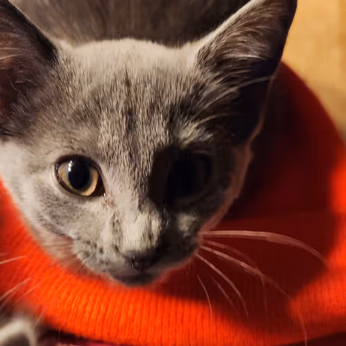 Graybies