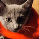 Graybies