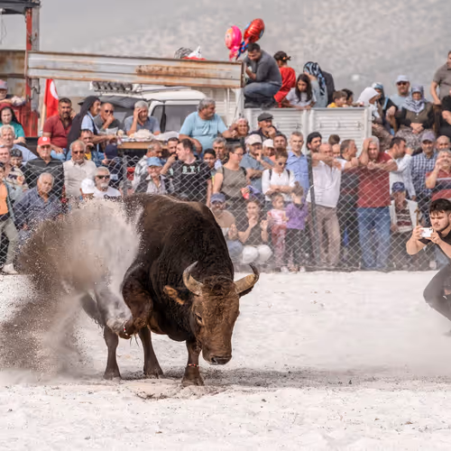 Bull Meets Bitcoin