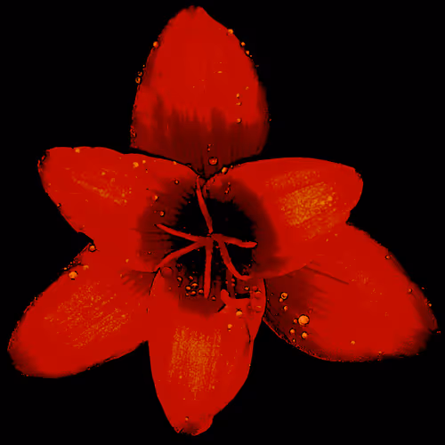 Rain Lily DM11