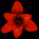 Rain Lily DM11