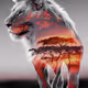 lion