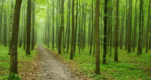 Forest 246