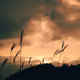 Golden Hour Whispering Grass