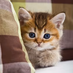Котики