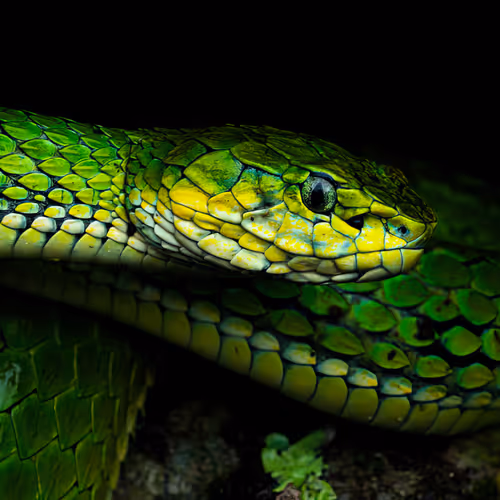 Snakes from Western Ghats