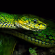 Snakes from Western Ghats