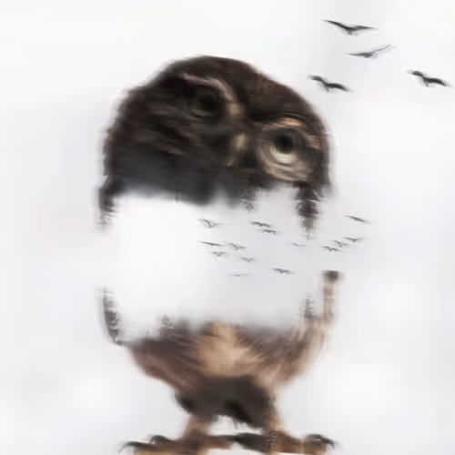 Owl Edition