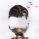 Owl Edition