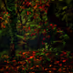 Where the Forest Breathes in Red