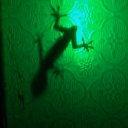 No Tail Gecko #6