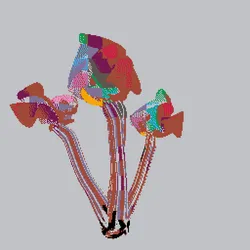 81