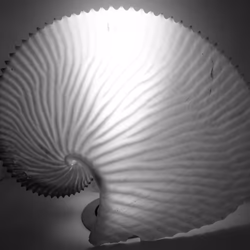 Nautilus