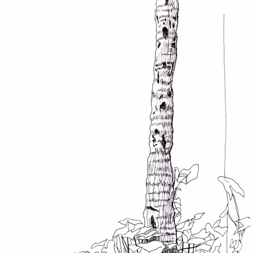 Pauba beach tree - archives #527