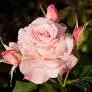 rose #1