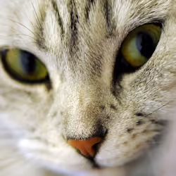 angry cat  2