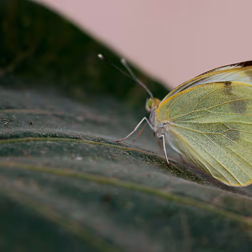 Metamorphosis 71