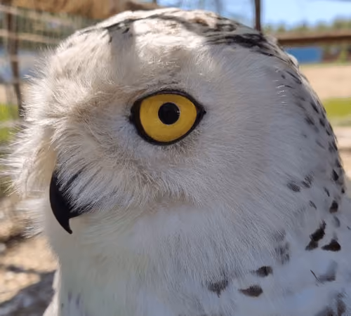 Owl Gaze #5