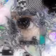 𝔅𝔢𝔥𝔦𝔫𝔡 𝔱𝔥𝔢 𝔖𝔥𝔞𝔱𝔱𝔢𝔯𝔢𝔡 𝔊𝔞𝔷𝔢