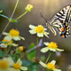 Japanese butterfly
