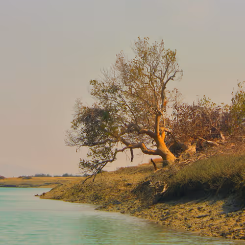 The Pond 29