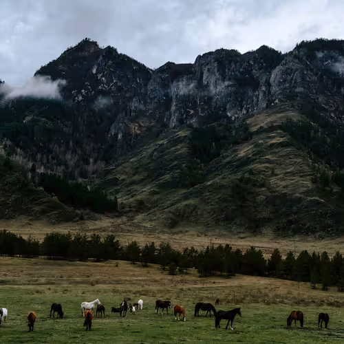 Horses on the loose beneath epic peaks—weekend mood: elevated.