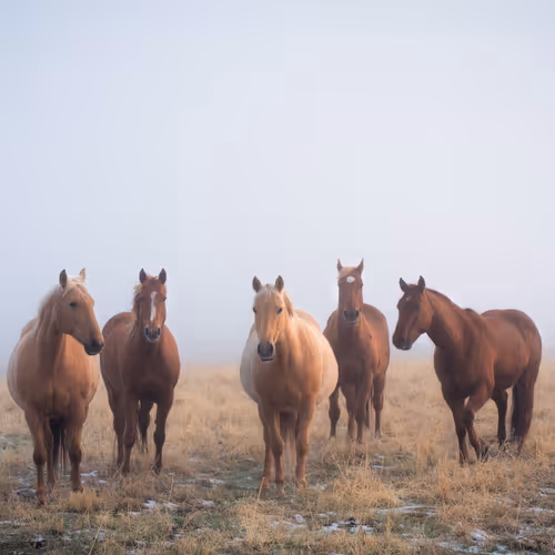 Rodeo Posts 5447