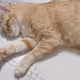 cat joe