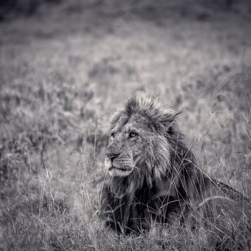 Solitude 49