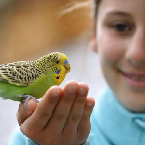 Budgie A pet A bird species from the family Psittaculidae, the only one in the genus of the same name. Individuals are noisy and talkative if they are scared, they quite easily remember words and expressions that they repeat many times when "communicating" with a person and even with other pets.