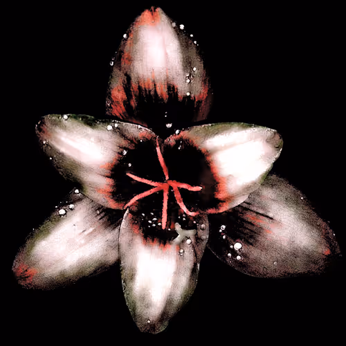 Rain Lily DM4