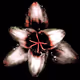 Rain Lily DM4