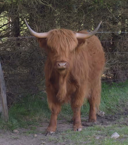 Summer Moo 1