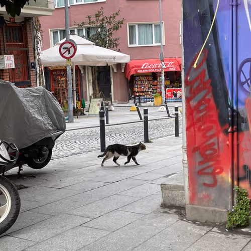 A Cats Life 1