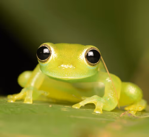 Frog 137