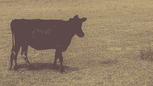 Cow