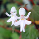 Uncommon Flowers