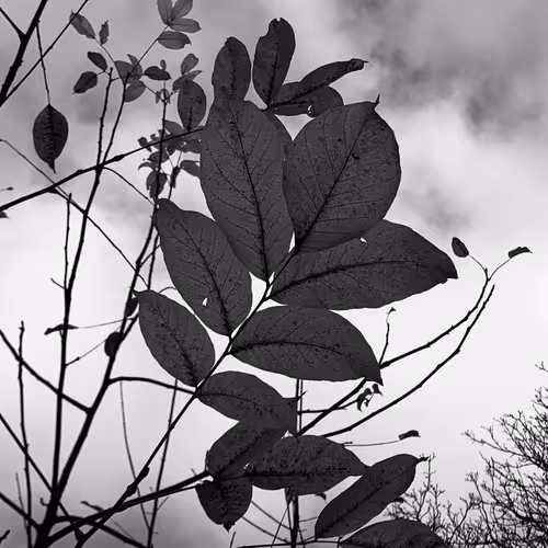 Gray Sky #7