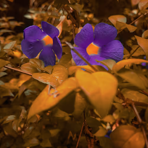Violet Twins