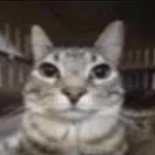 Catcatcatcatcatcatc