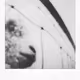 Rodeo posts