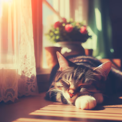 Sleepy cat