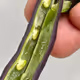 Process: Cross Section of Purple Pole Bean 