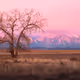 Purple Mountain’s Majesty