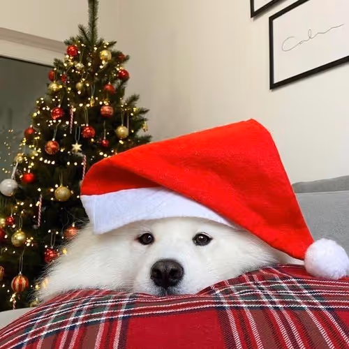 Insaino Broskis Cozy Place Member
