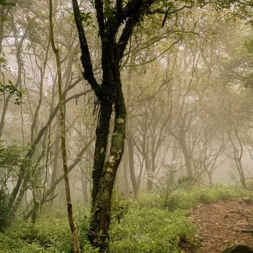 Silent forest
