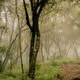Silent forest